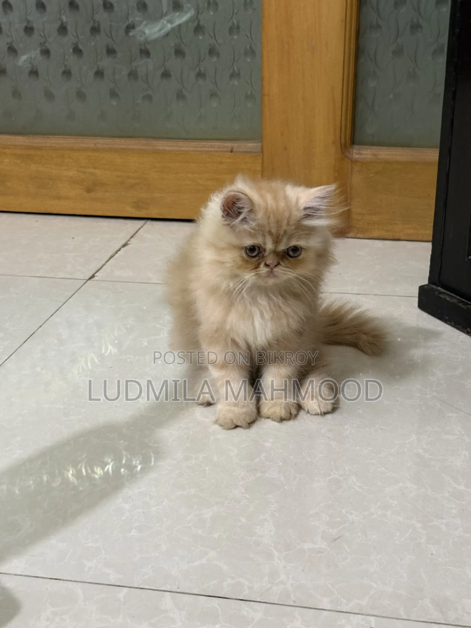 1-3 months Male Purebred Persian