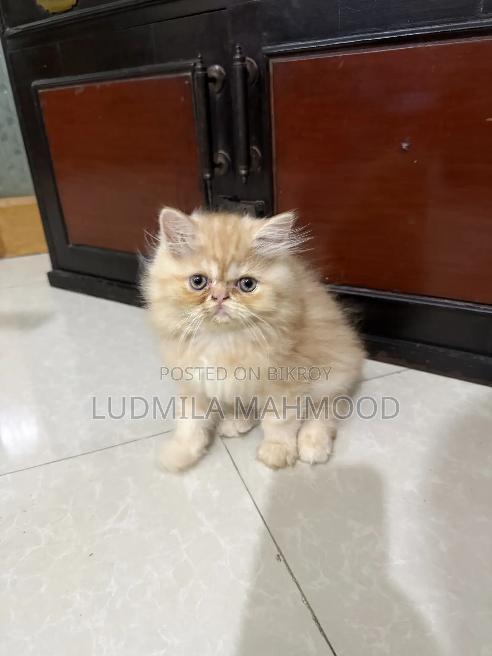 1-3 months Male Purebred Persian