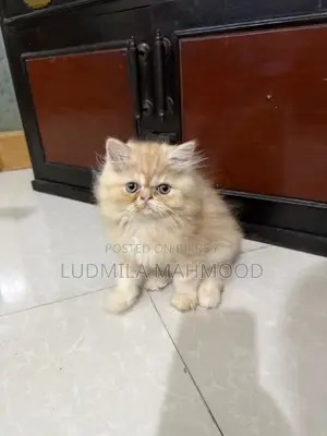1-3 months Male Purebred Persian