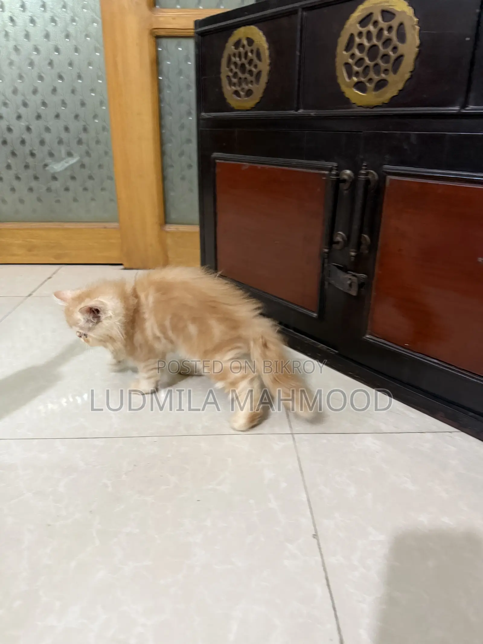 1-3 months Male Purebred Persian
