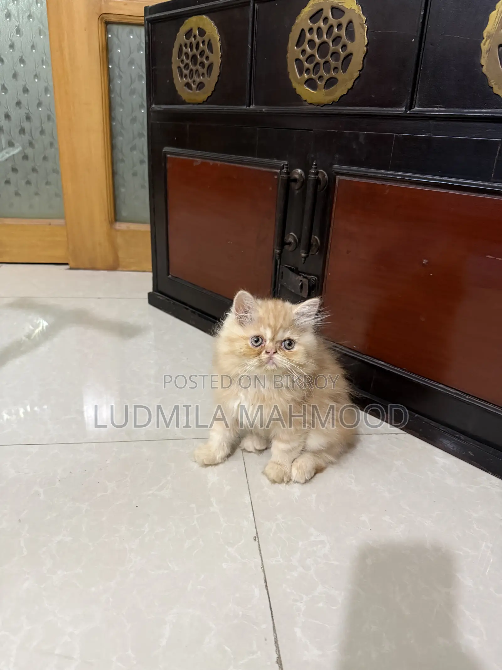 1-3 months Male Purebred Persian