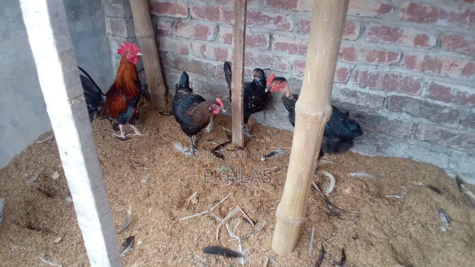 New Adult Deshi Chicken for Sale