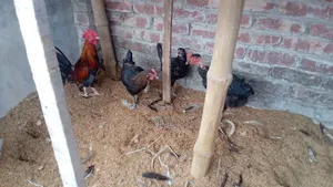 New Adult Deshi Chicken for Sale