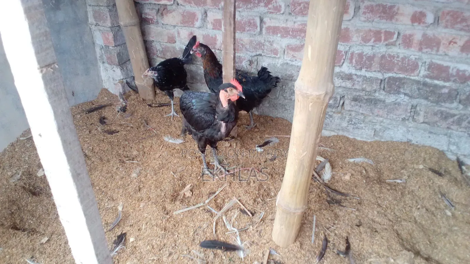 New Adult Deshi Chicken for Sale