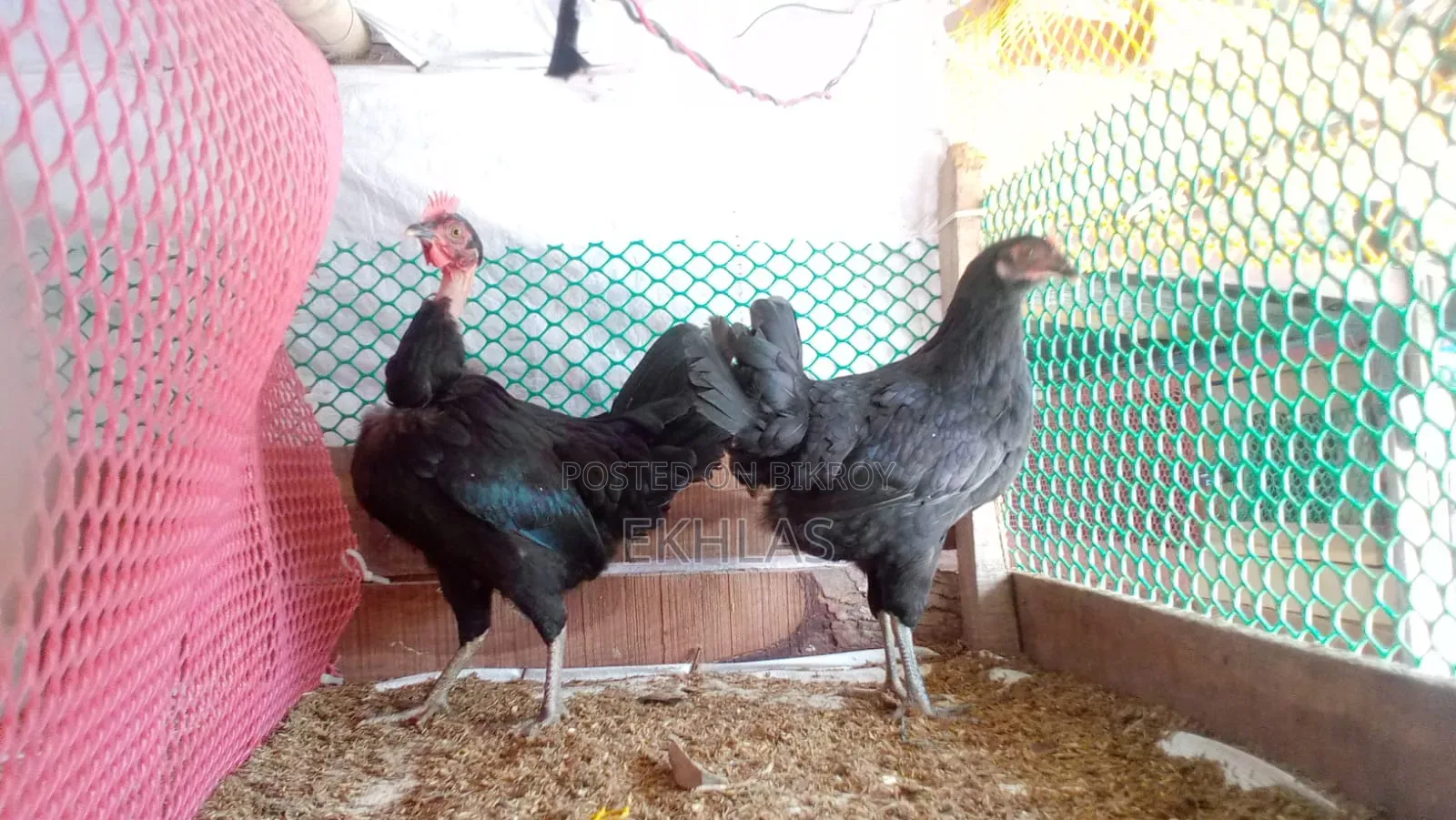 New Adult Deshi Chicken for Sale