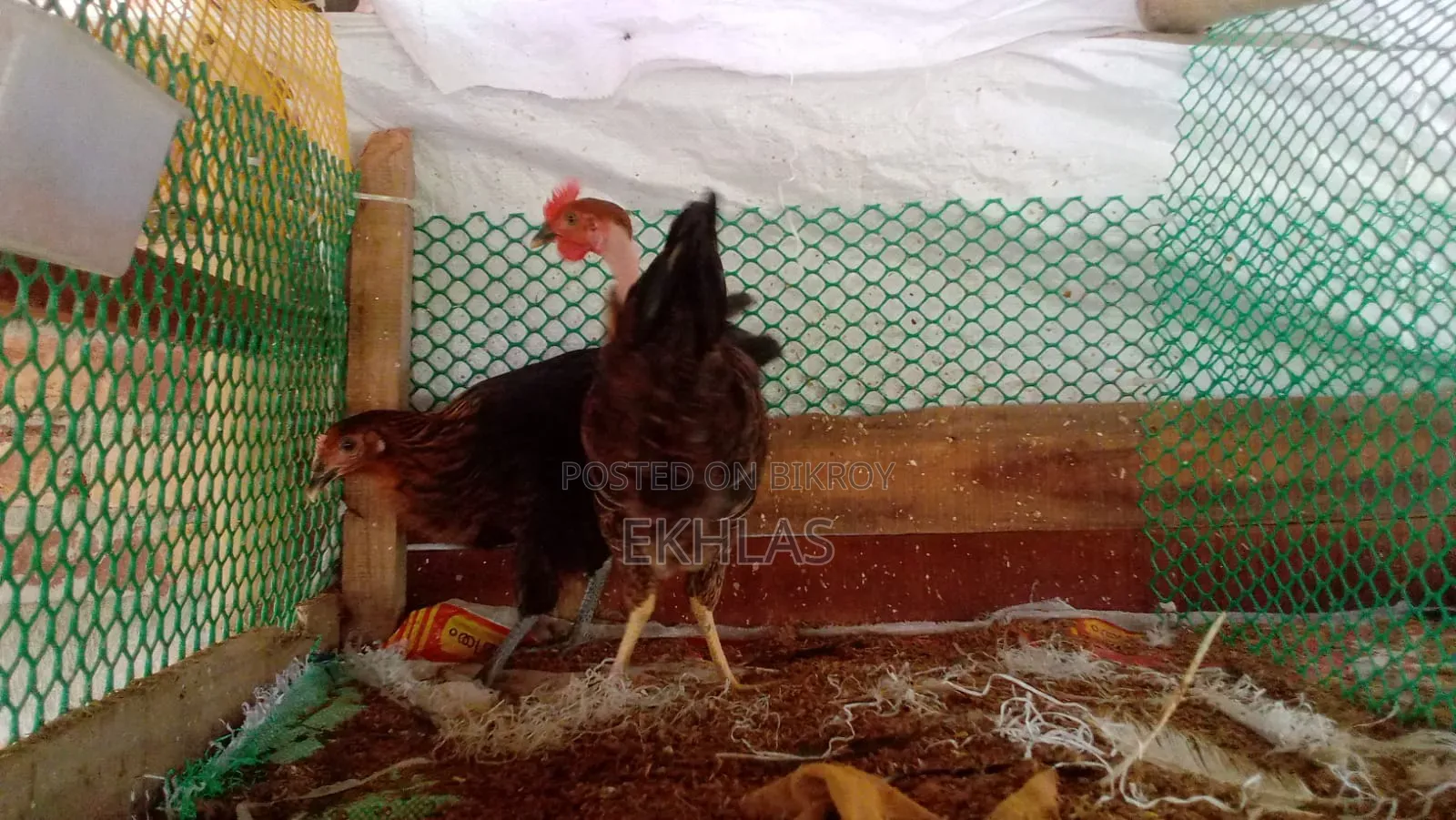 New Adult Deshi Chicken for Sale