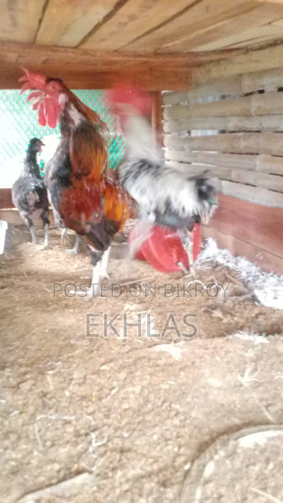 New Adult Deshi Chicken for Sale