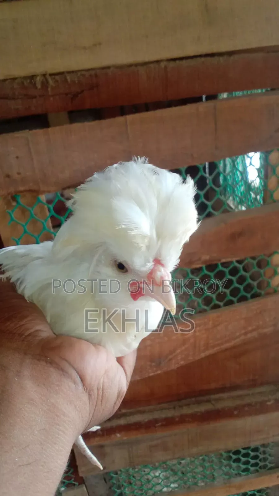 White Polish Cap Rooster for Sale. Age 3 Months