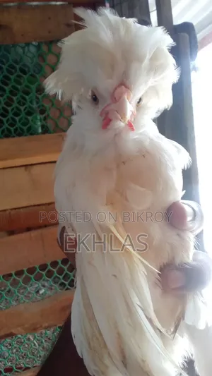 White Polish Cap Rooster for Sale. Age 3 Months