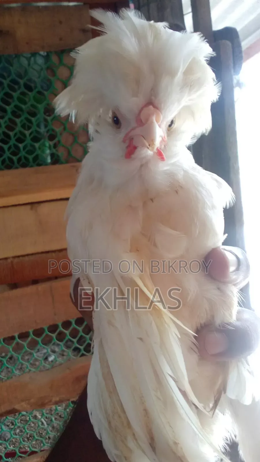White Polish Cap Rooster for Sale. Age 3 Months