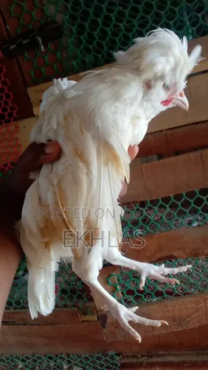 White Polish Cap Rooster for Sale. Age 3 Months
