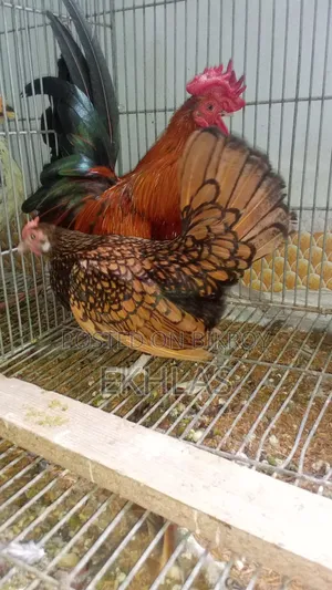 Golden Sebright Female 1 Piece for Sale