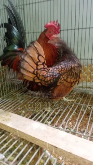 Golden Sebright Female 1 Piece for Sale