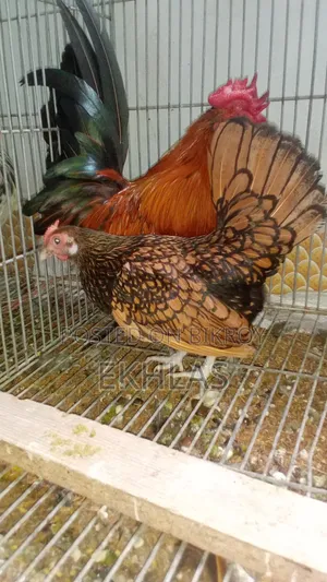Golden Sebright Female 1 Piece for Sale