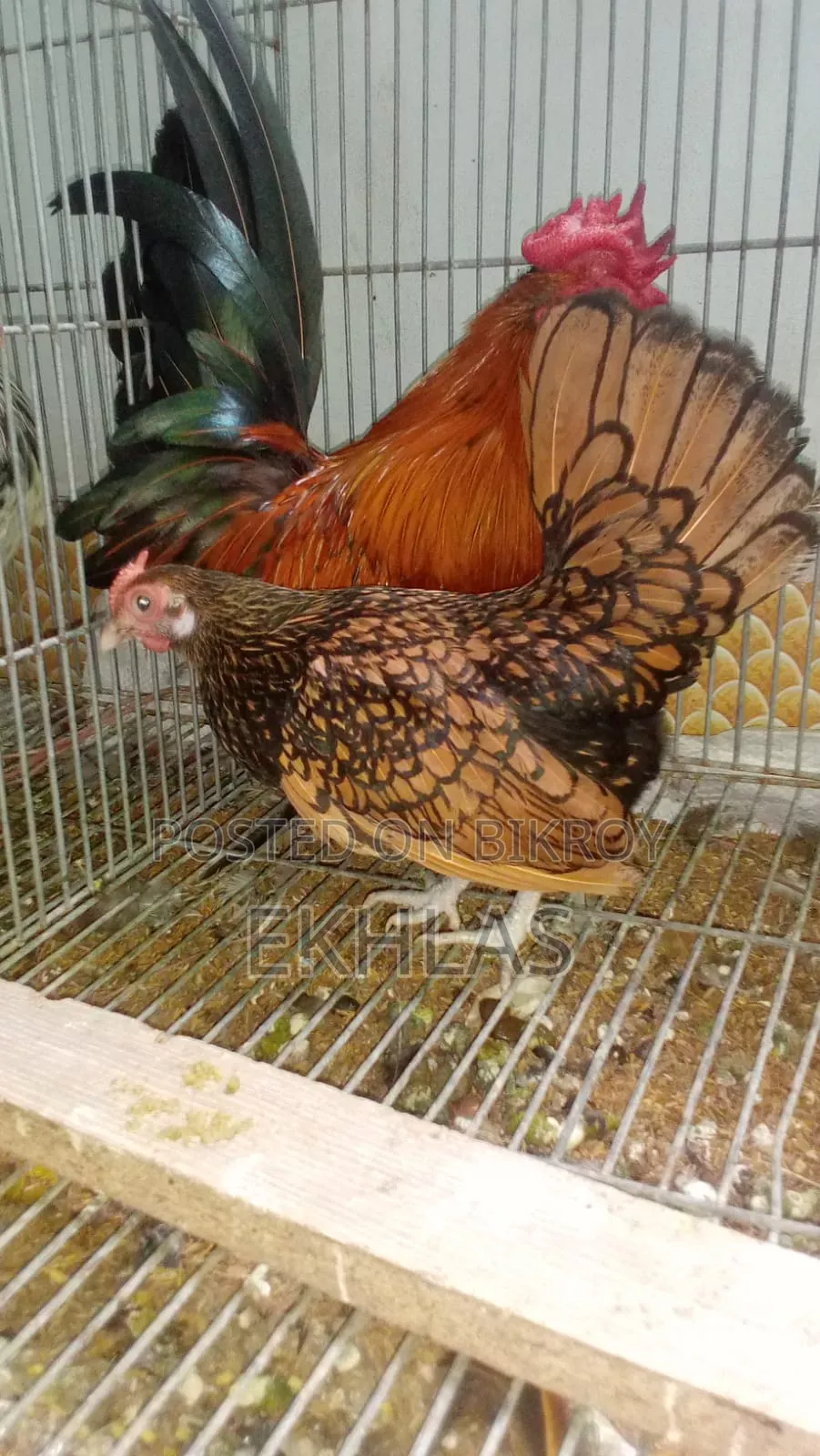 Golden Sebright Female 1 Piece for Sale