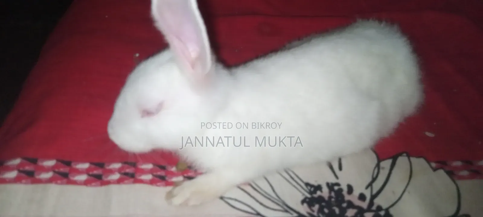 Will sell a male rabbit, age 4 months