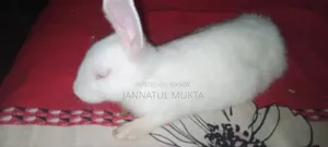 Will sell a male rabbit, age 4 months