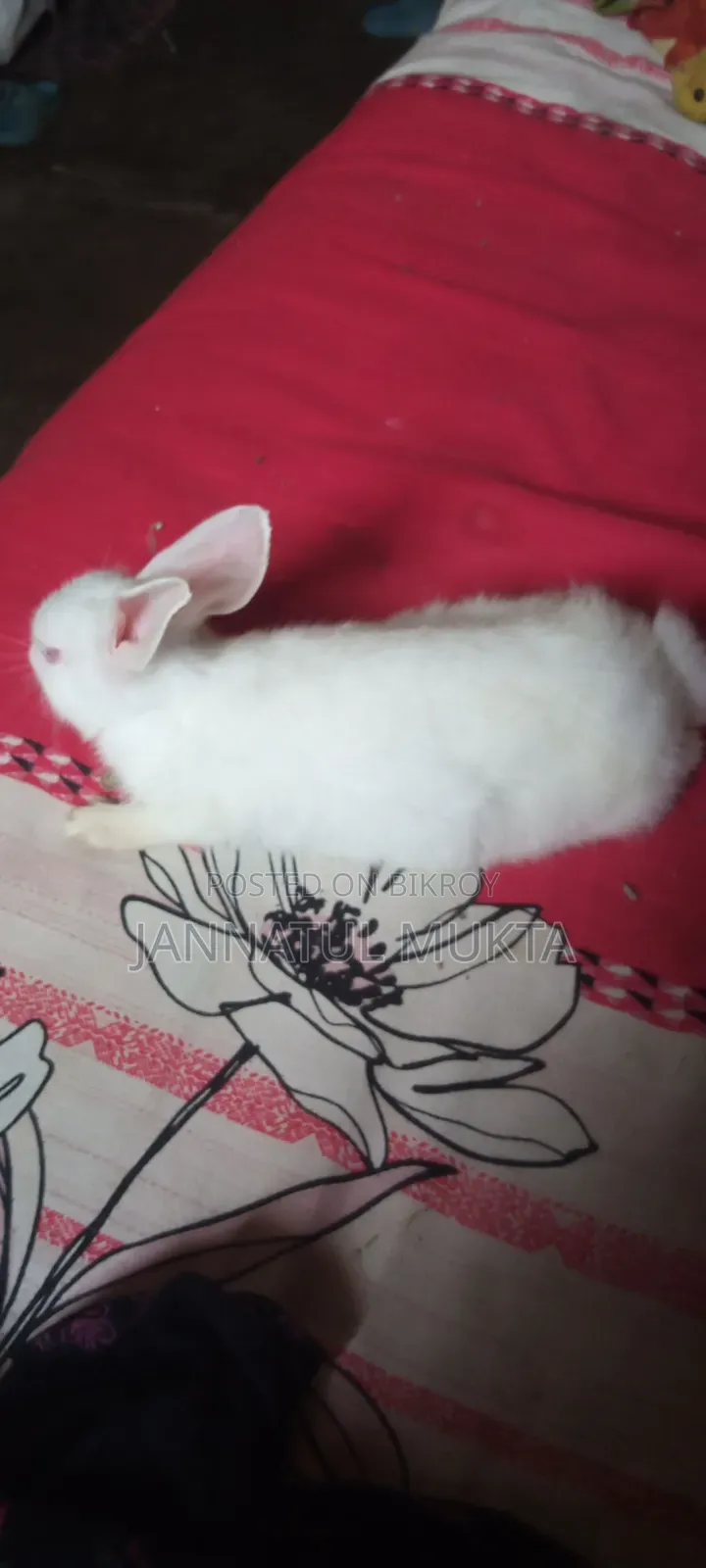 Will sell a male rabbit, age 4 months