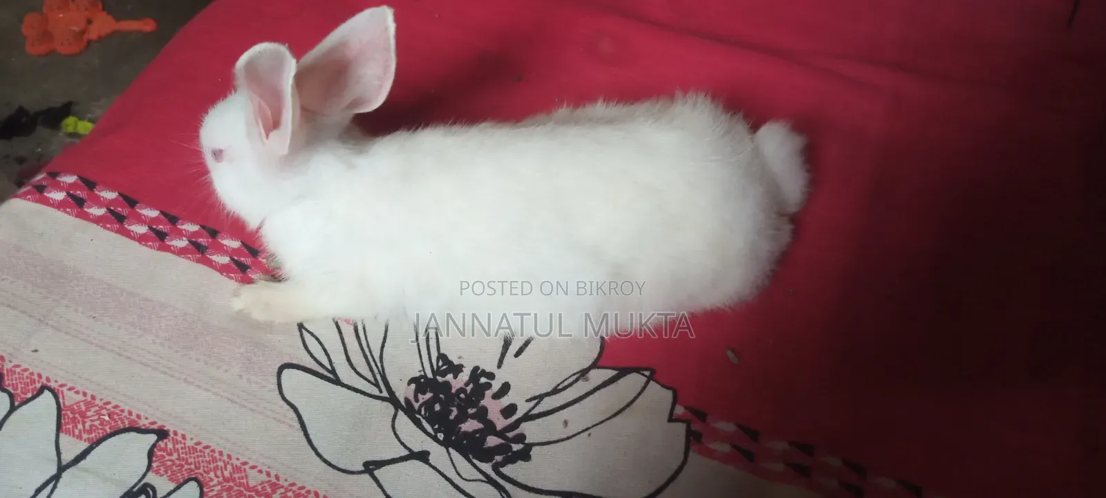 Will sell a male rabbit, age 4 months