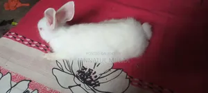 Will sell a male rabbit, age 4 months