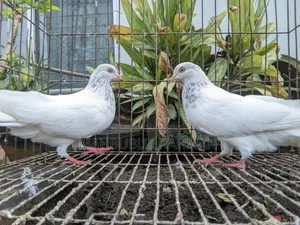 Pigeon Pair (Lal Jira Kobutor Jora)