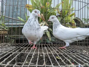 Pigeon Pair (Lal Jira Kobutor Jora)