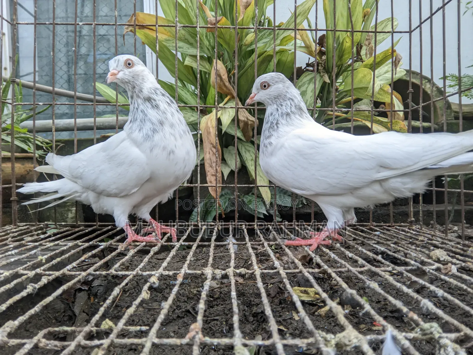 Pigeon Pair (Lal Jira Kobutor Jora)