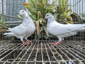 Pigeon Pair (Lal Jira Kobutor Jora)