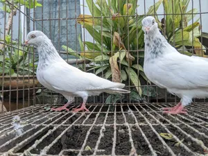 Pigeon Pair (Lal Jira Kobutor Jora)