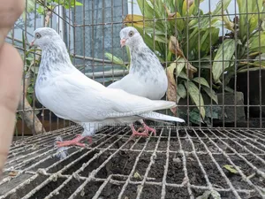 Pigeon Pair (Lal Jira Kobutor Jora)