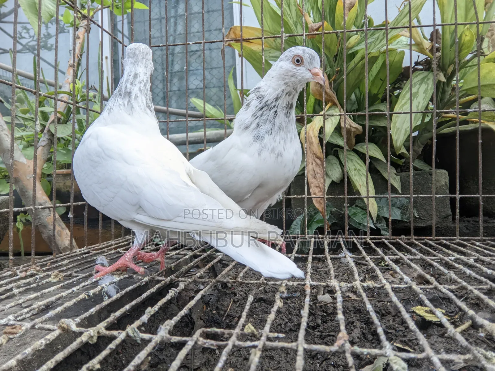 Pigeon Pair (Lal Jira Kobutor Jora)