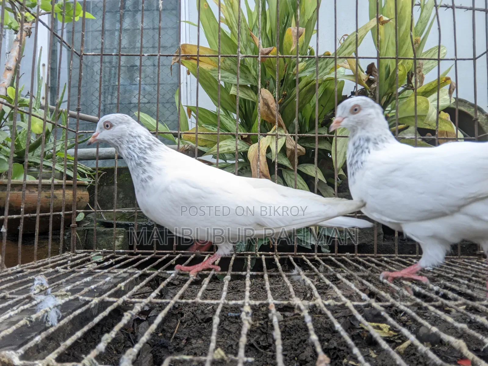 Pigeon Pair (Lal Jira Kobutor Jora)