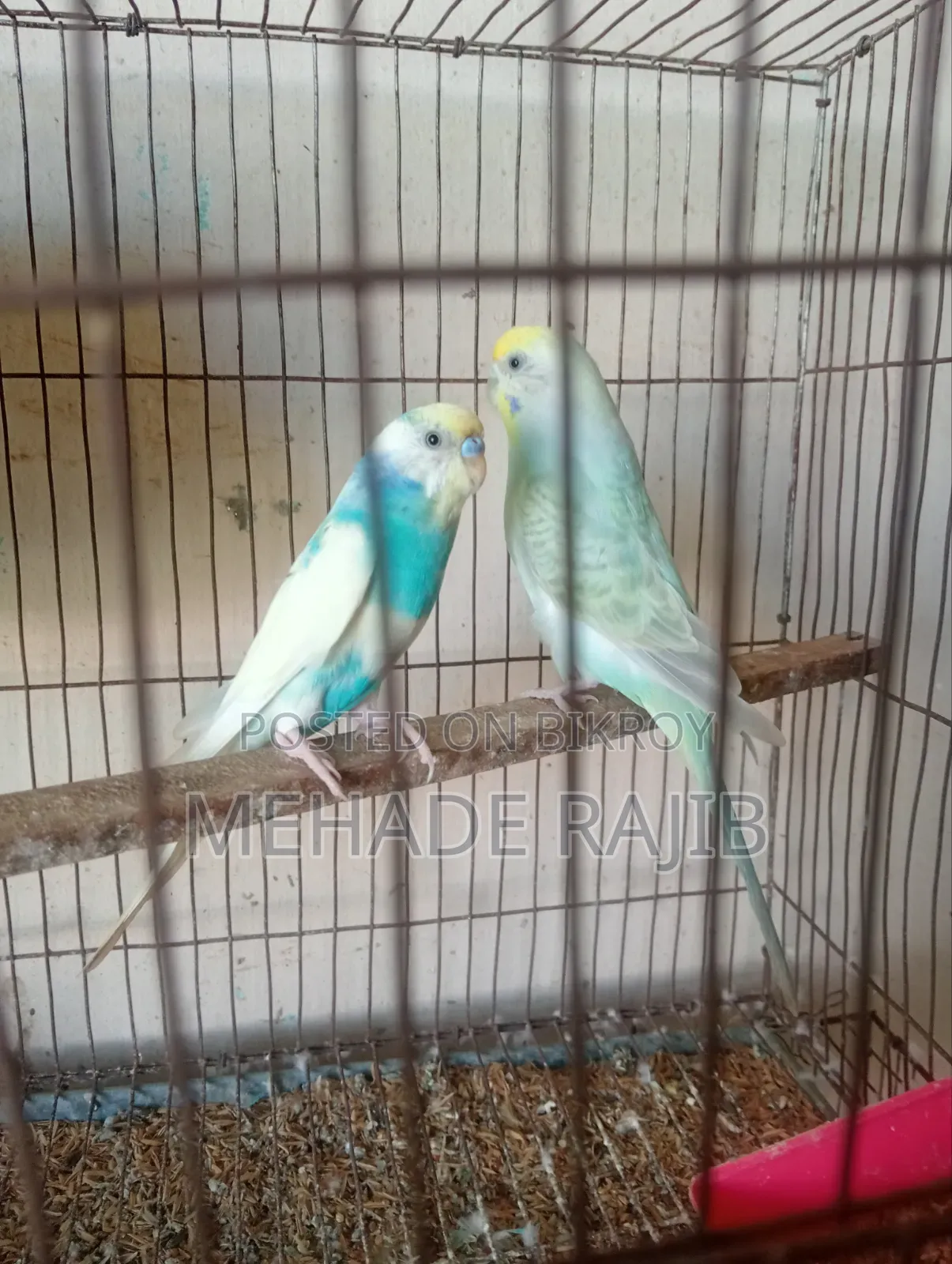 Rainbow Bajrika