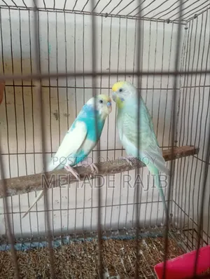 Rainbow Bajrika