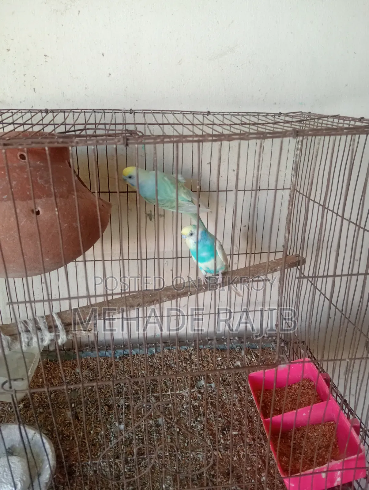 Rainbow Bajrika