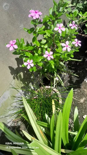 বাড়ির ফুলের গাছ