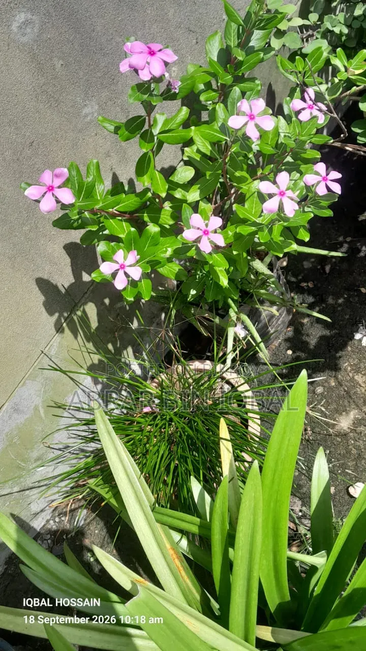 Home Flower Plants