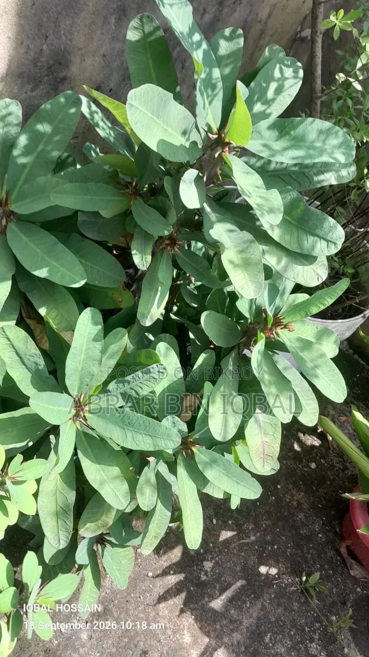 Home Flower Plants