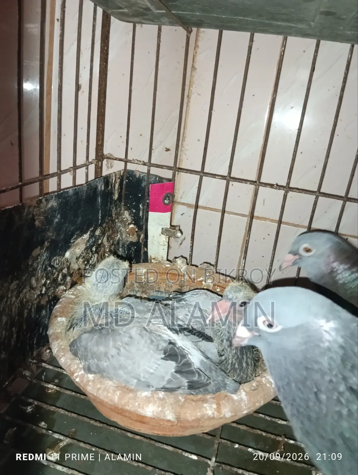 সবজি রেসার কবুতর।