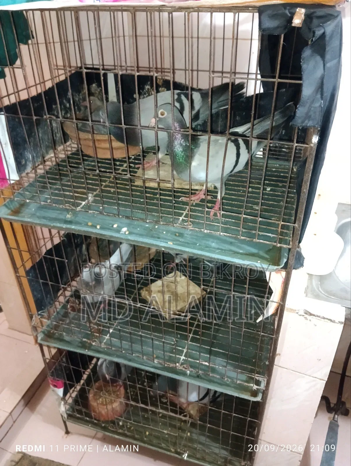 সবজি রেসার কবুতর।