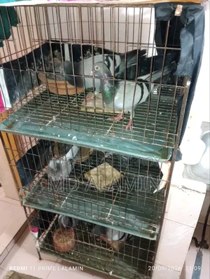 সবজি রেসার কবুতর।