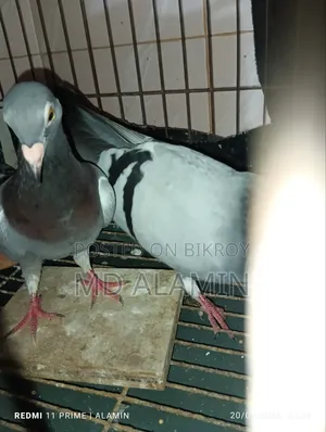 সবজি রেসার কবুতর।