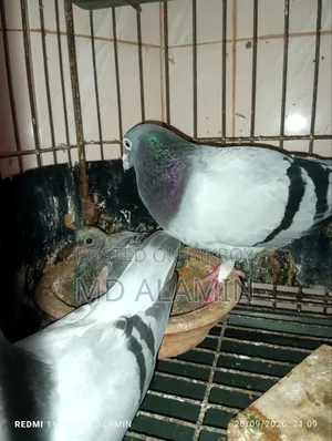 সবজি রেসার কবুতর।