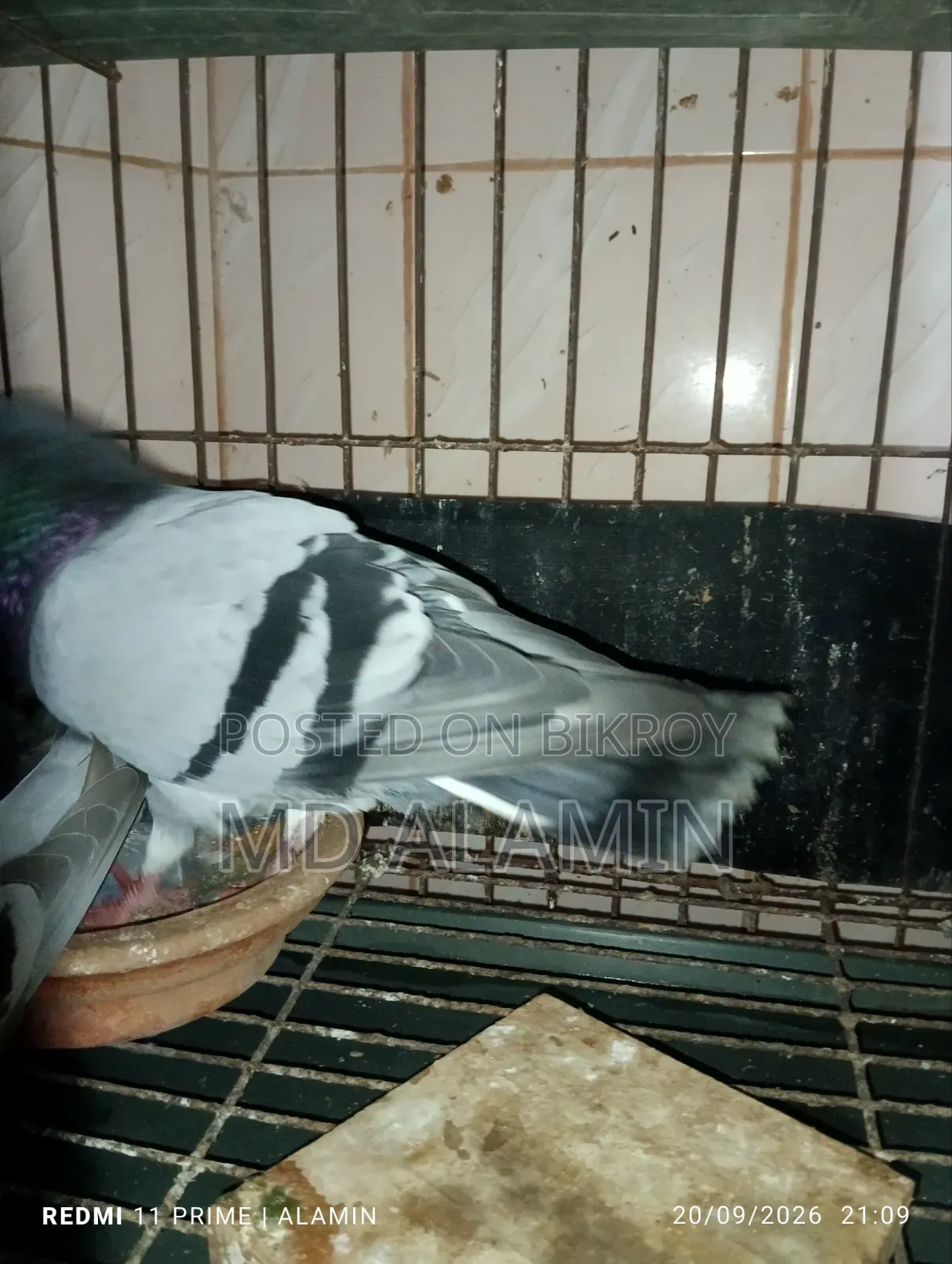 সবজি রেসার কবুতর।