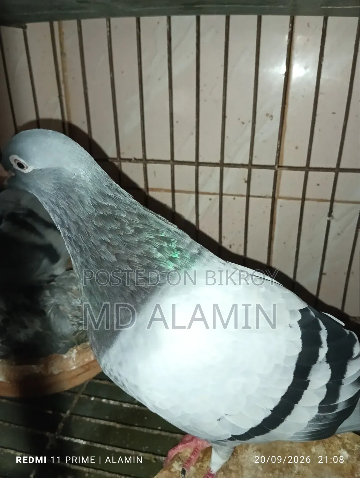 সবজি রেসার কবুতর।