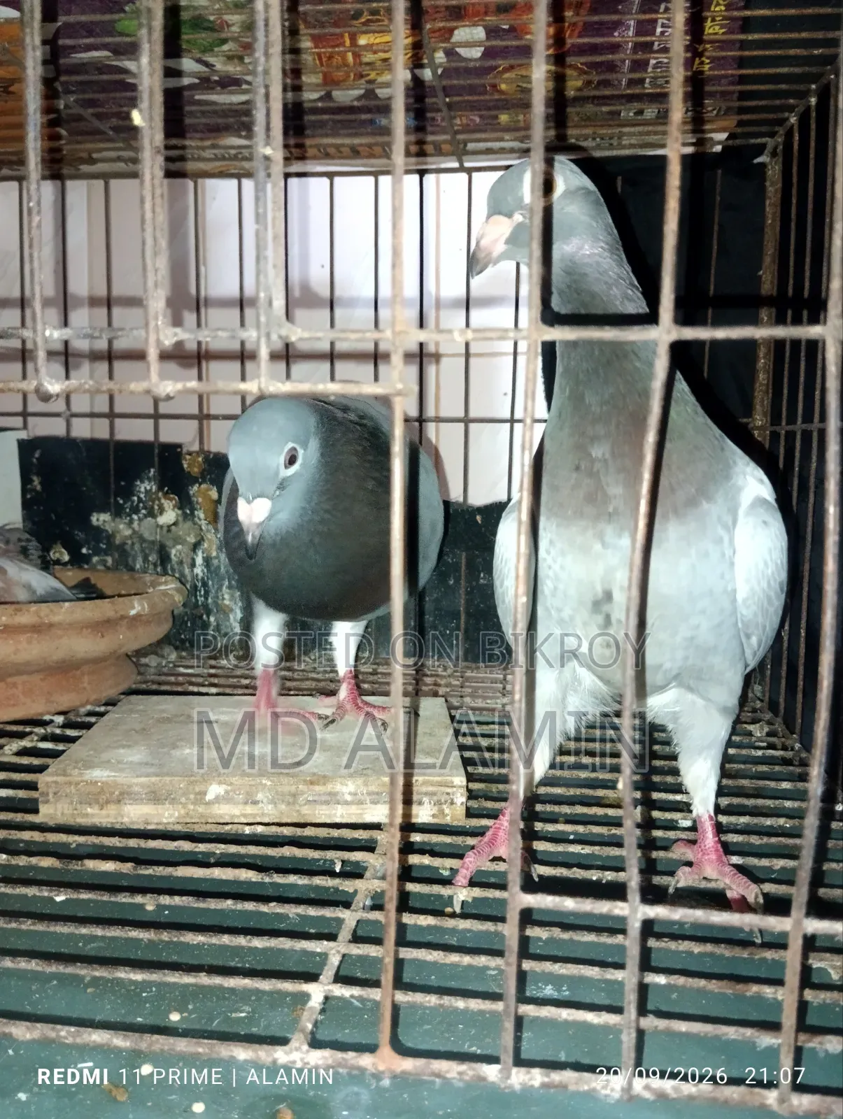 সবজি রেসার কবুতর।