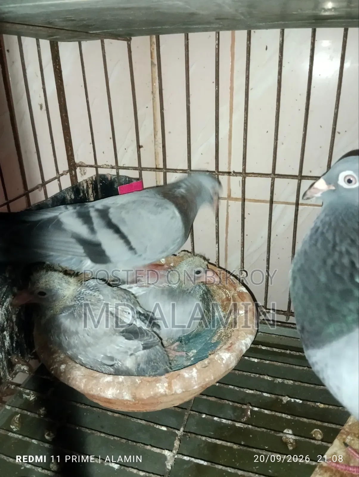 সবজি রেসার কবুতর।
