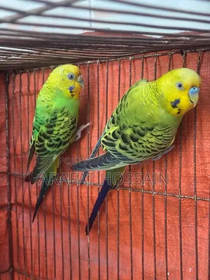 Budgerigar Running Pair / Budgerigar