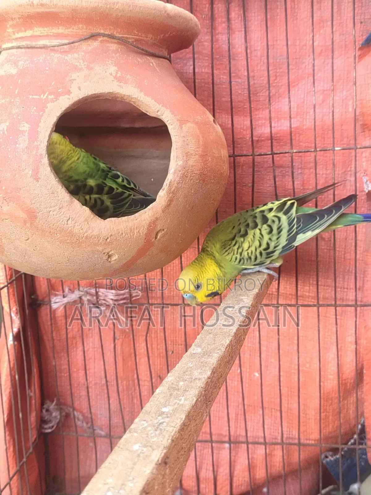 Budgerigar Running Pair / Budgerigar