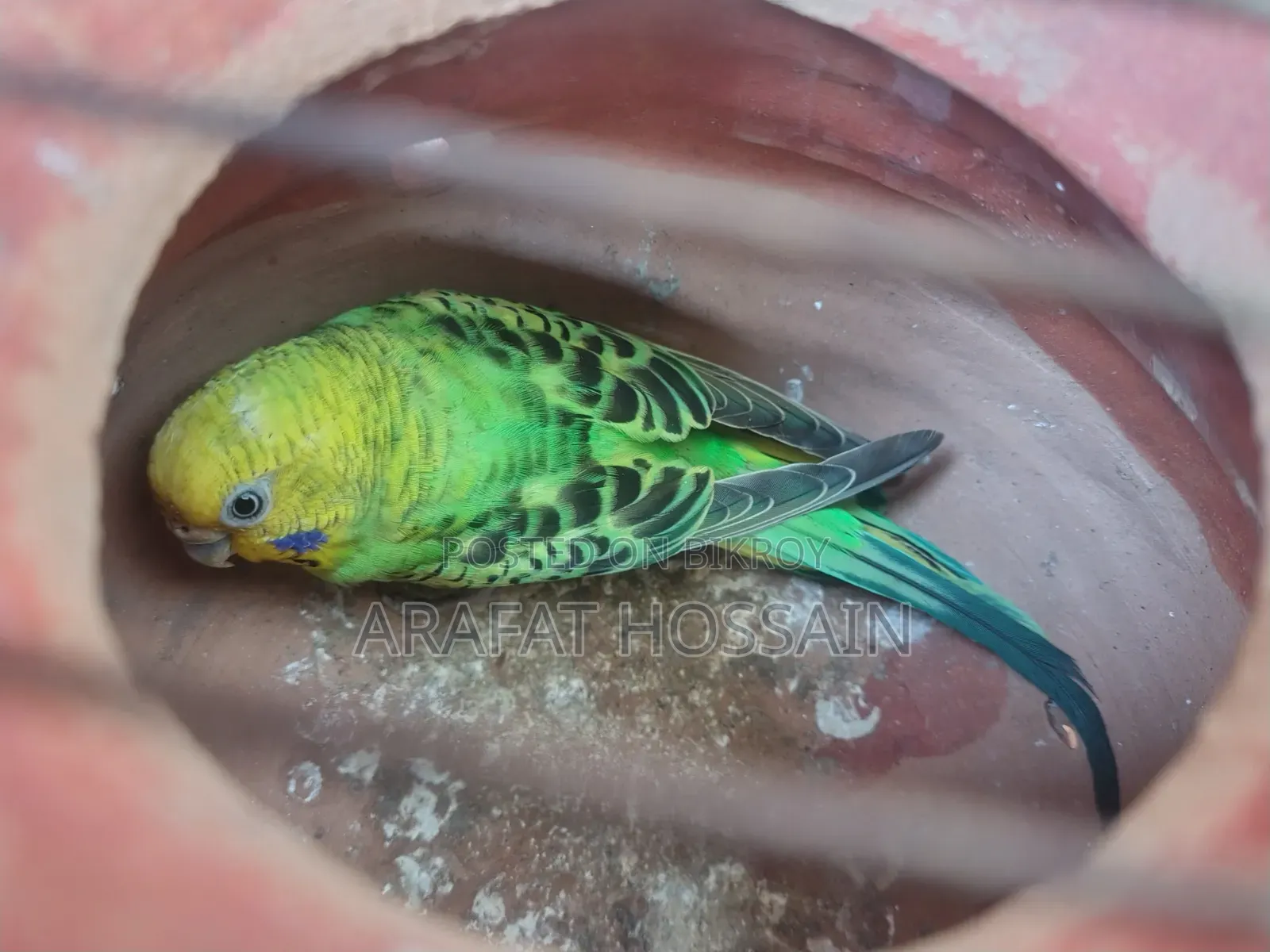 Budgerigar Running Pair / Budgerigar